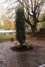 Sanierungsarbeiten und Pflanzarbeiten Friedhof Winterlingen